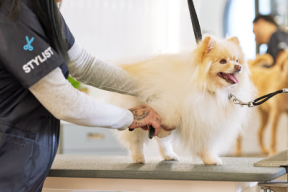 Alamin ang Pet Grooming Salons sa Taguig