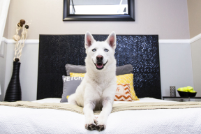Tingnan ang Pet Hotels sa Taguig
