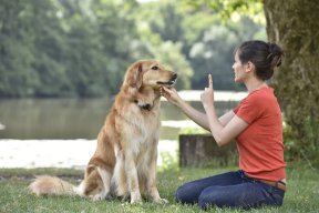 Alamin ang tungkol sa Pet Training sa Taguig